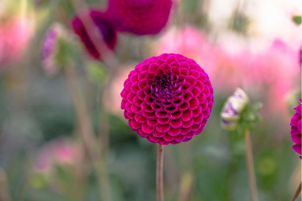 Dahlia 'Downham Royal'